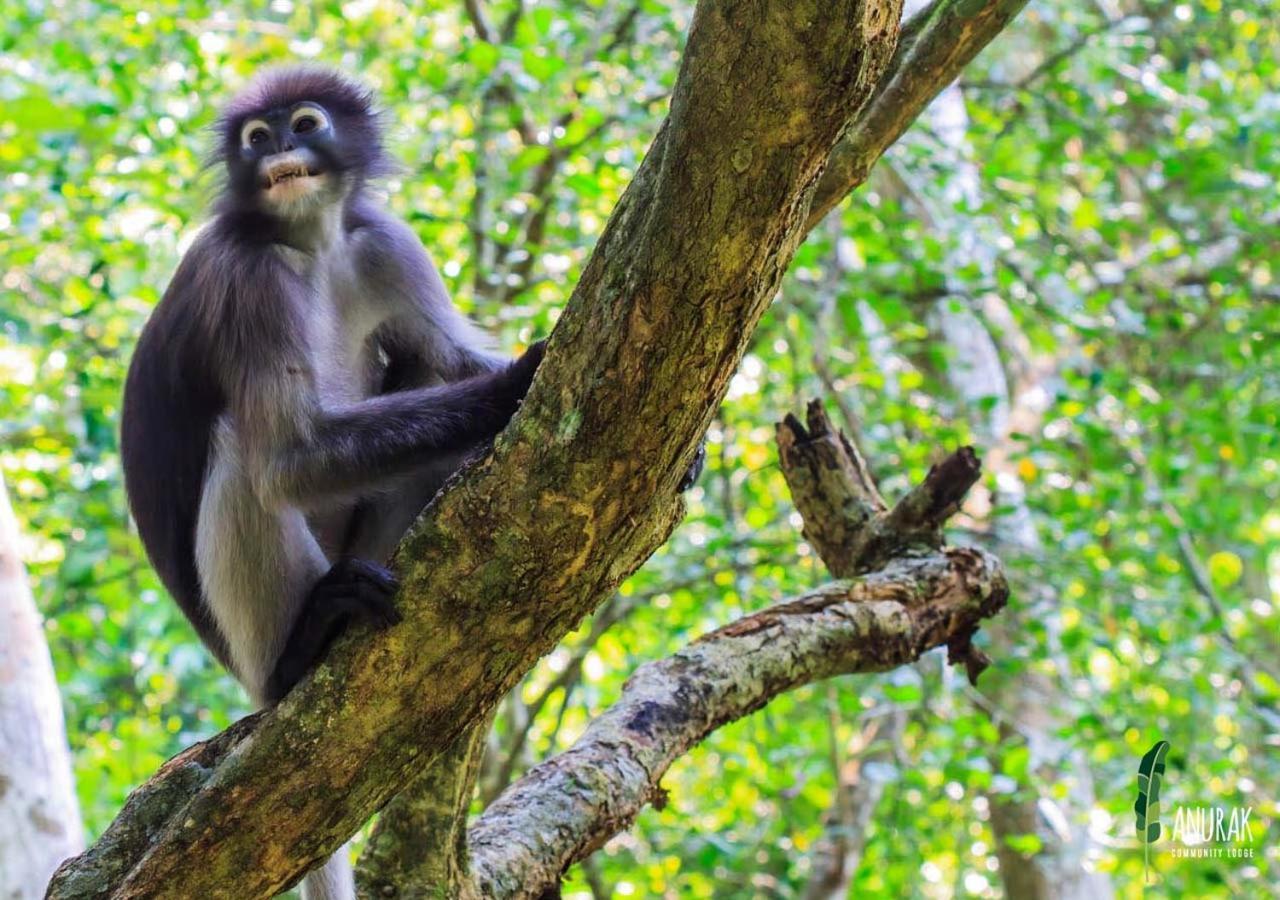 Anurak Community Lodge - Sha Plus Khao Sok National Park エクステリア 写真